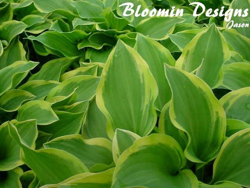 Hosta GOLDEN TIARA 10ct Quarts
