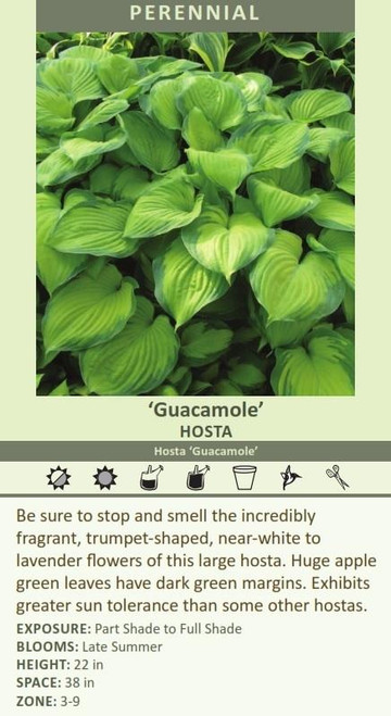 Hosta GUACAMOLE