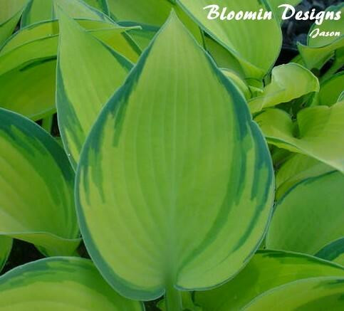 Hosta JUNE