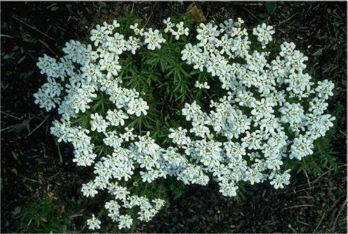 Iberis sempervirens Tahoe 18ct Flat