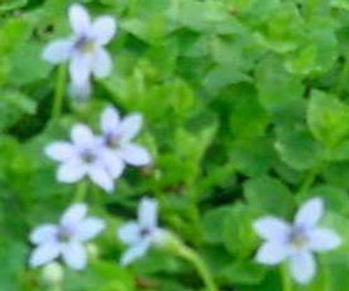 Isotoma fluviatilis Blue Star Creeper 10ct Flat