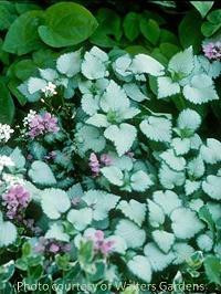 Lamium maculatum Beacon Silver 10ct Flat