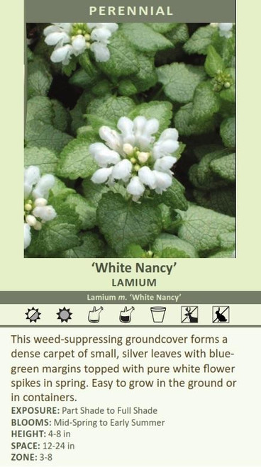 Lamium maculatum White Nancy 10ct Flat