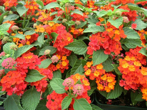 Lantana camara Dallas Red 10ct Flat