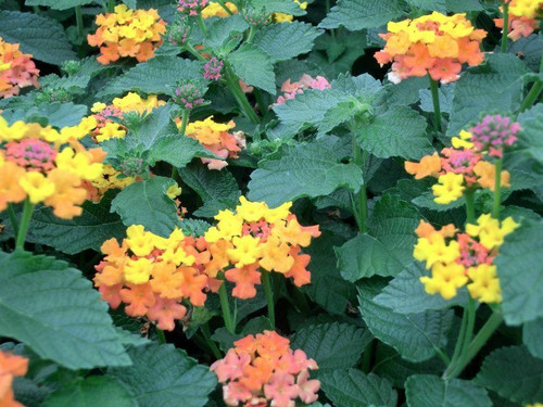 Lantana camara Miss Huff 10ct Flat