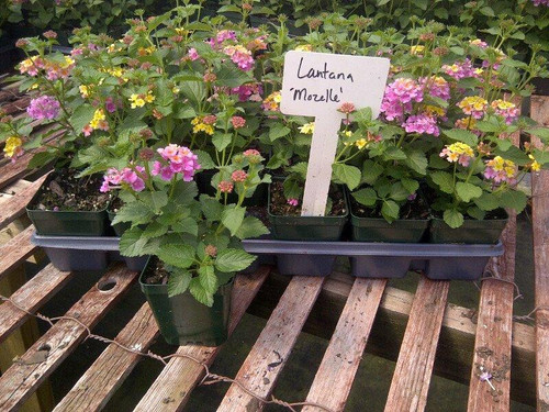 Lantana camara 'Mozelle' shipped from Grower to your door