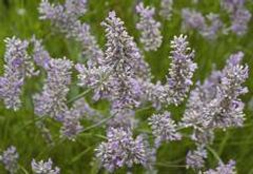 Lavandula x intermedia Provence 10ct Quarts