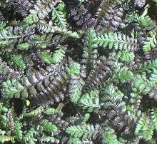 Leptinella squalida Platts Black 10ct Flat