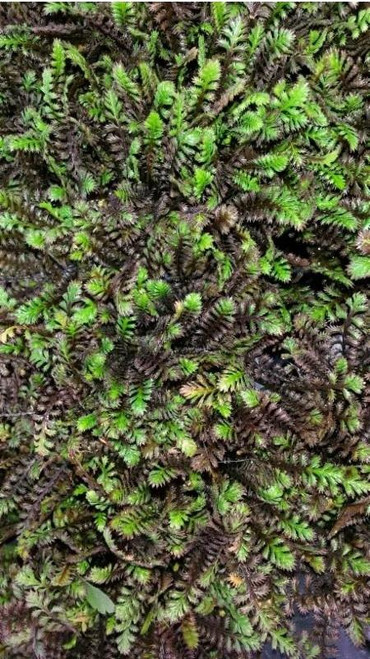 Leptinella squalida Platts Black 10ct Flat