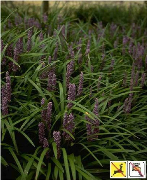 Liriope muscari Big Blue 18ct Flat