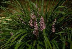 Liriope muscari Christmas Tree 18ct Flat