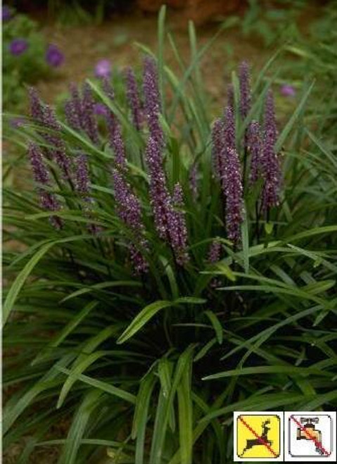 Liriope muscari Royal Purple 18ct Flat