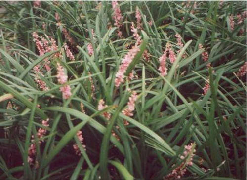 Liriope muscari Samantha 18ct Flat