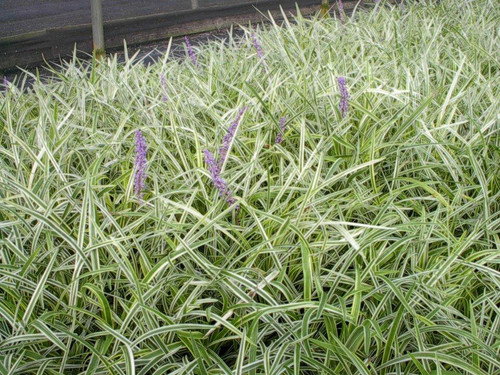 Liriope muscari Variegata 18ct Flat