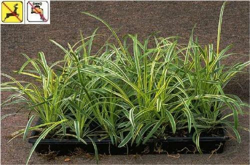 Liriope muscari Variegata 36ct Flat