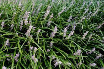 Liriope spicata 36ct Flat