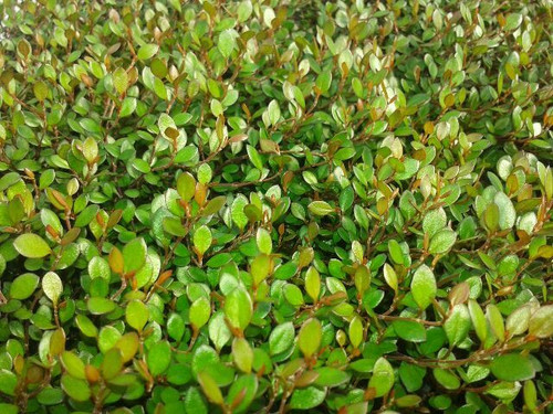 Muehlenbeckia axillaris Nana 10ct Flat