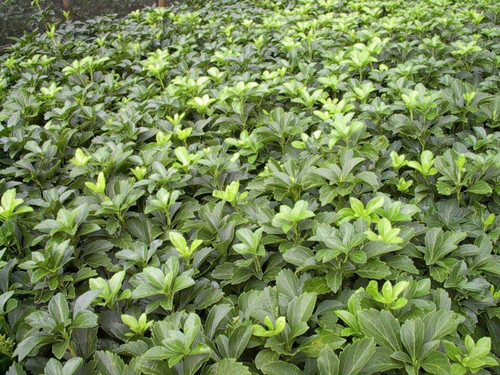 Pachysandra terminalis Green 18ct Flat