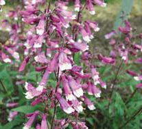 Penstemon Prairie Twilight PP19,893 10ct Quarts