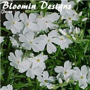 Phlox subulata White 18ct Flat