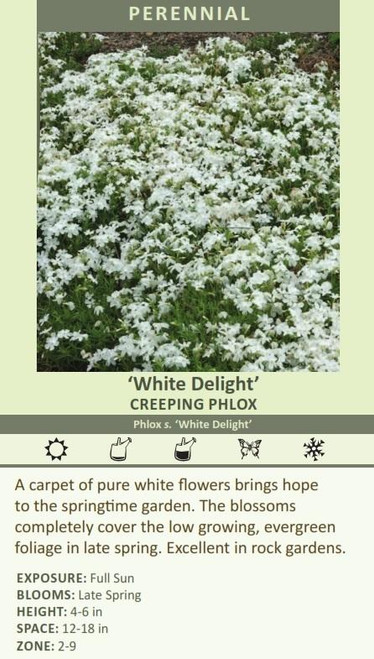 Phlox subulata White 18ct Flat
