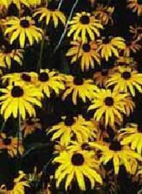 Rudbeckia fulgida Goldsturm 10ct Quarts