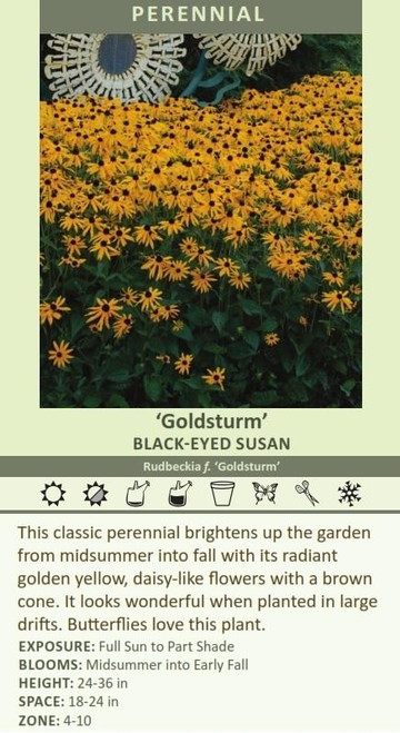 Rudbeckia fulgida Goldsturm 10ct Quarts