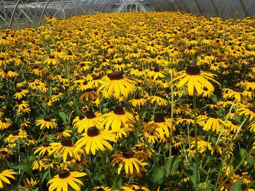 Rudbeckia fulgida Goldsturm 10ct Quarts