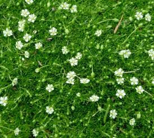 Sagina subulata Irish Moss 10ct Flat