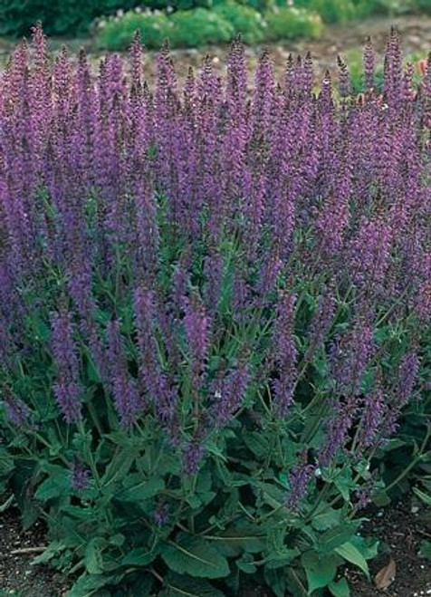 Salvia nemorosa May Night