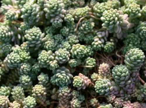 Sedum dasyphyllum Major 10ct Flat