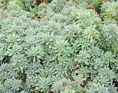 Sedum hispanicum minus 10ct Flat