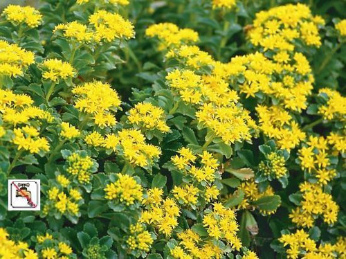 Sedum kamtschaticum var ellacombeanum 18ct Flat