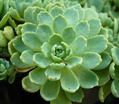 Sedum pachyclados 10ct Flat