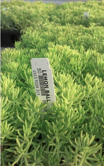 Sedum rupestre Lemon Ball 10ct Flat