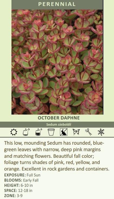 Sedum sieboldii October Daphne 10ct Flat