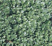 Sedum spurium 'John Creech' (18)ct Flat