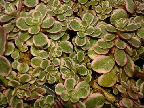 Sedum spurium Tricolor 10ct Flat