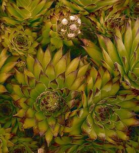 Sempervivum Black 10ct Flat