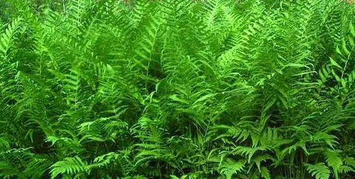 Thelypteris kunthii Southern Shield Fern 10ct Quarts