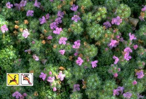 Thymus serpyllum Elfin Thyme 18ct Flat