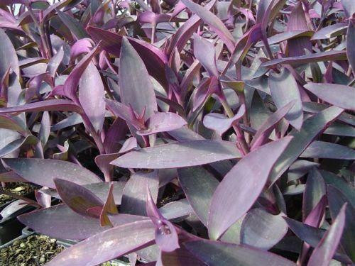 Tradescantia pallida Purple Heart