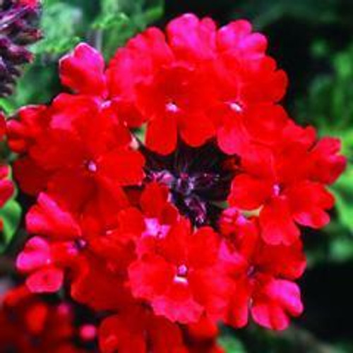 Verbena x Homestead Red 10ct Flat