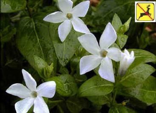 Vinca minor Alba 10ct Flat