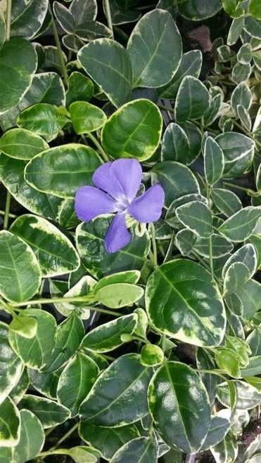 Vinca minor Ralph Shugart 10ct Flat