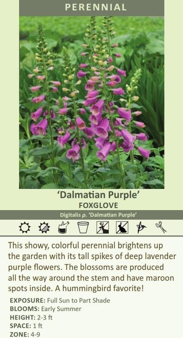 Digitalis p. Dalmation Purple 10ct Quarts
