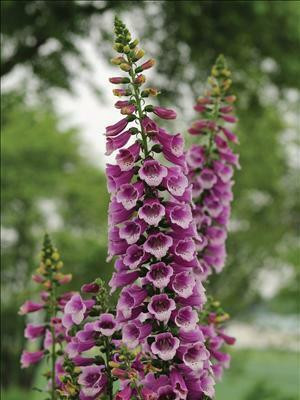 Digitalis p. Dalmation Purple 10ct Quarts