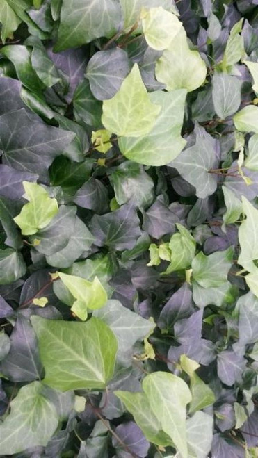 Hedera algeriensis 10ct Flat