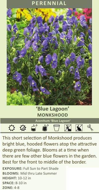 Aconitum Blue Lagoon 25 BR Plants
