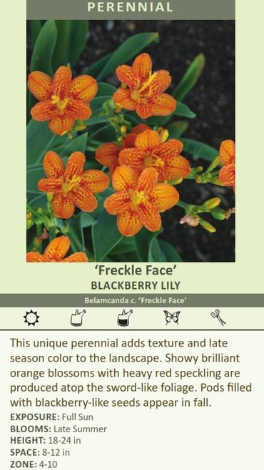 Belamcanda chinensis Freckle Face 25 BR Plants